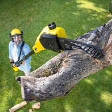 Best Tree Mulching  in Fallon, NV